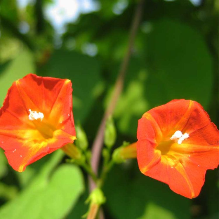 Seminte de flori Ipomoea Luteola Sunspot Scarlet Orange