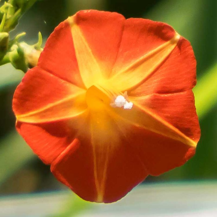 Seminte de flori Ipomoea Luteola Sunspot Scarlet Orange