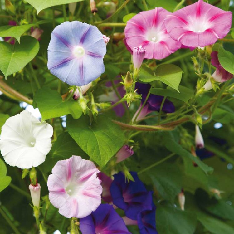 Seminte de flori Ipomoea Purpurea Morning Glory Mixed