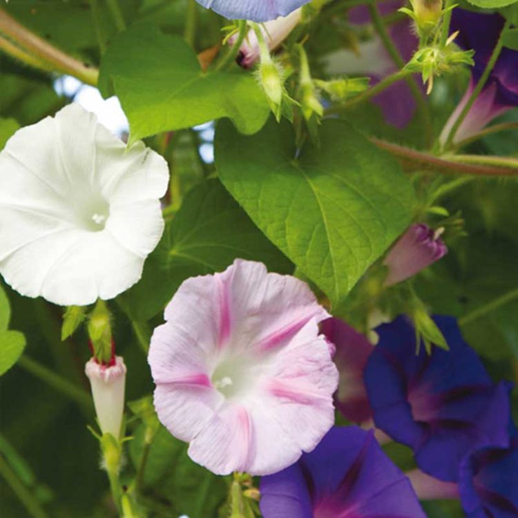 Seminte de flori Ipomoea Purpurea Morning Glory Mixed