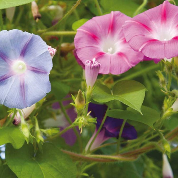 Seminte de flori Ipomoea Purpurea Morning Glory Mixed