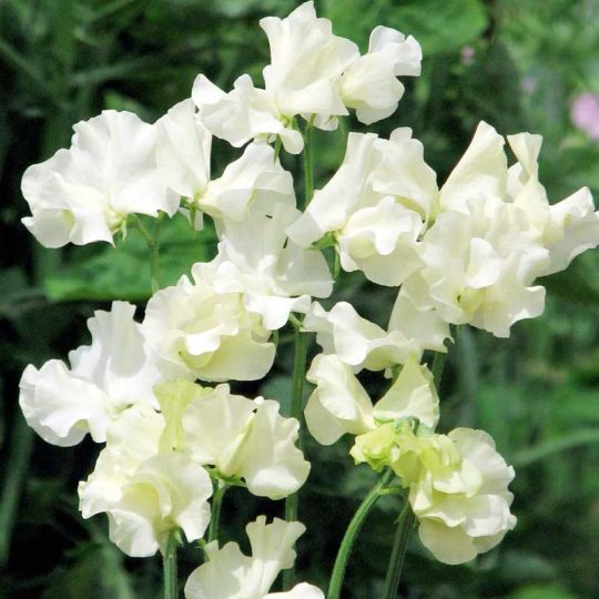 Seminte de flori Lathyrus Odoratus Royal Family White