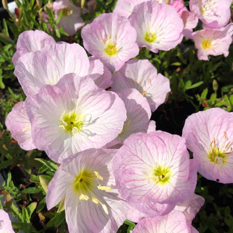 Seminte de flori Oenothera Speciosa Blanc Rose