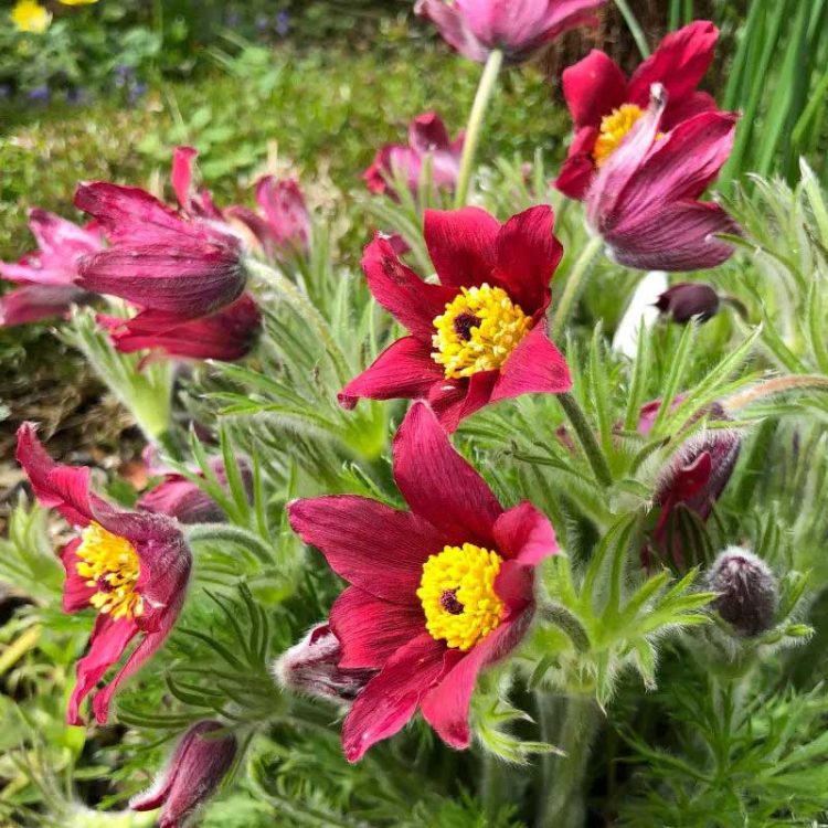 Seminte de flori Pulsatilla Vulgaris Pinwheel Dark Red