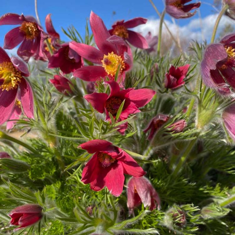 Seminte de flori Pulsatilla Vulgaris Pinwheel Dark Red