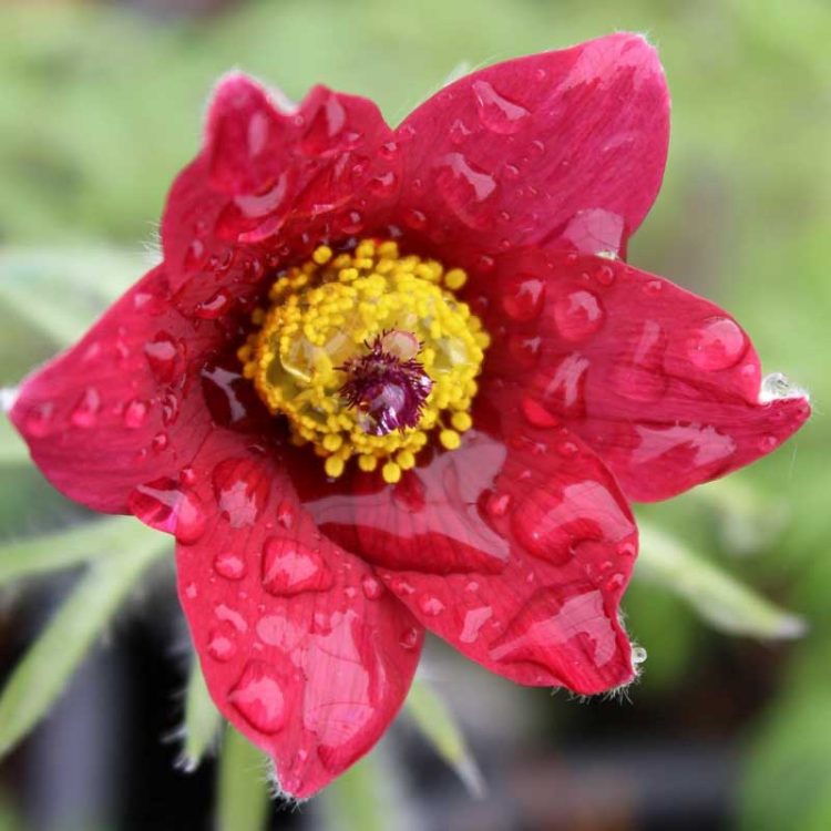 Seminte de flori Pulsatilla Vulgaris Pinwheel Dark Red
