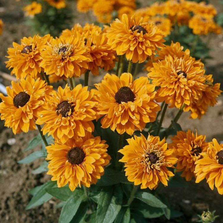 Seminte de flori Rudbeckia Hirta Goldilocks