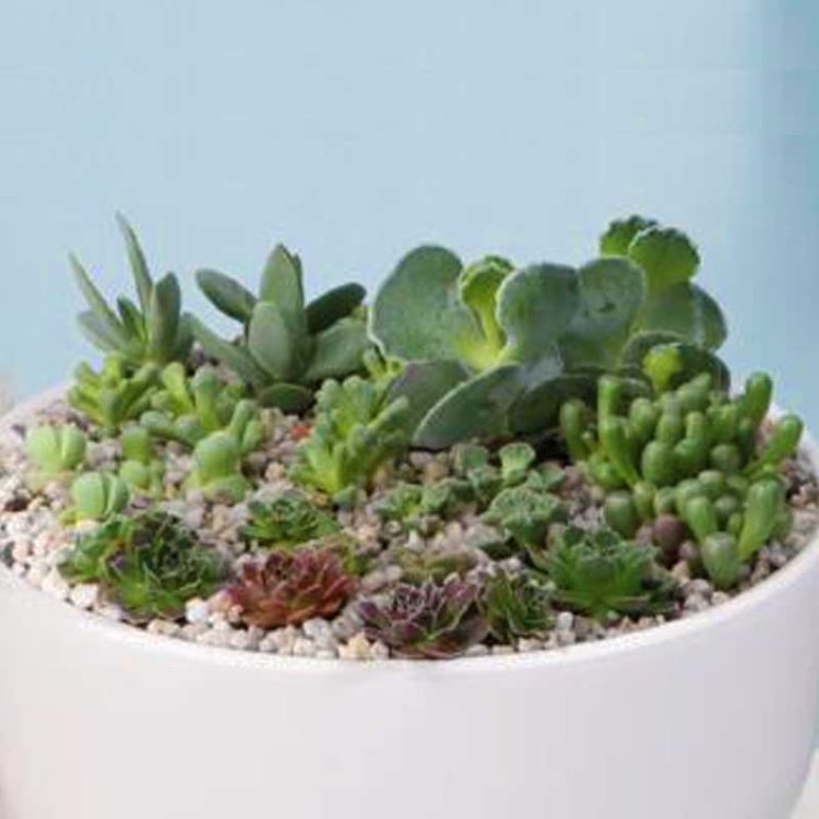 Seminte de flori Succulents Mixed