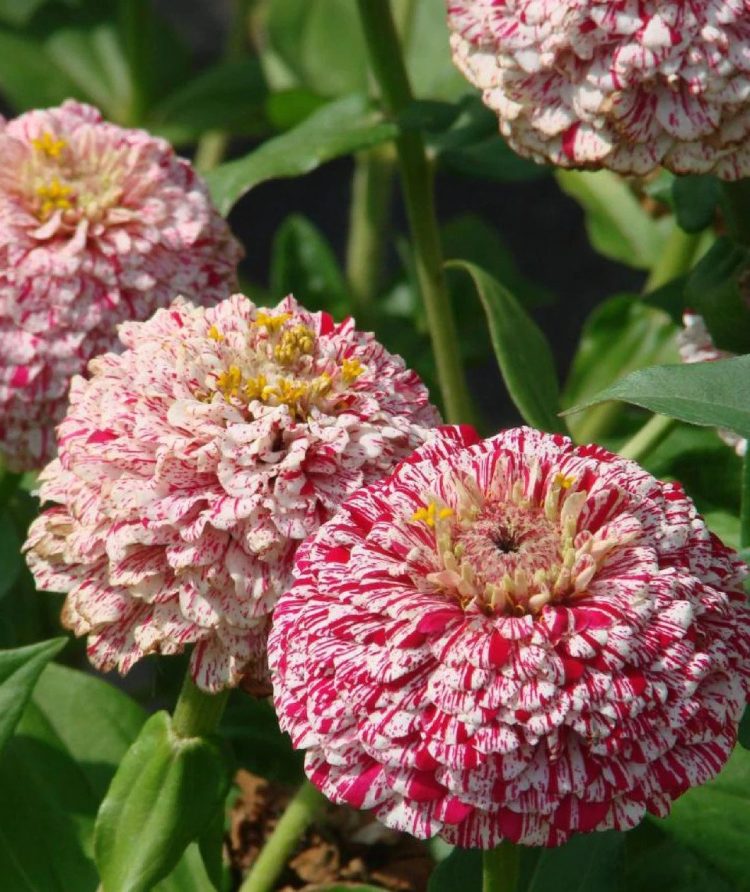 Seminte de flori Zinnia Elegans Pop Art White and Red