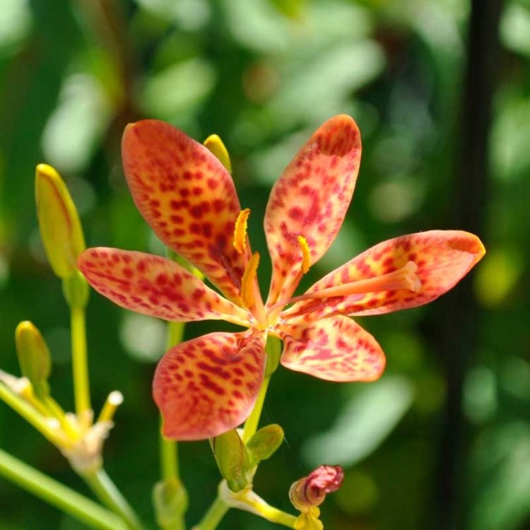 Seminte de flori Belamcanda Chinensis Rhizoma Orange