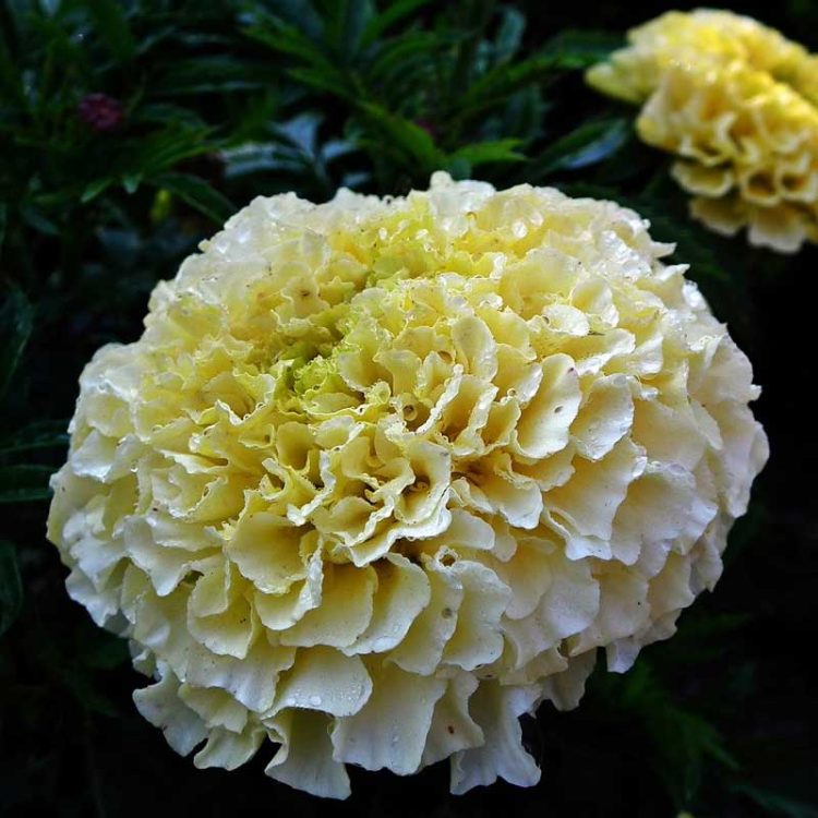 Seminte de flori Tagetes Erecta Nana Kilimanjaro White
