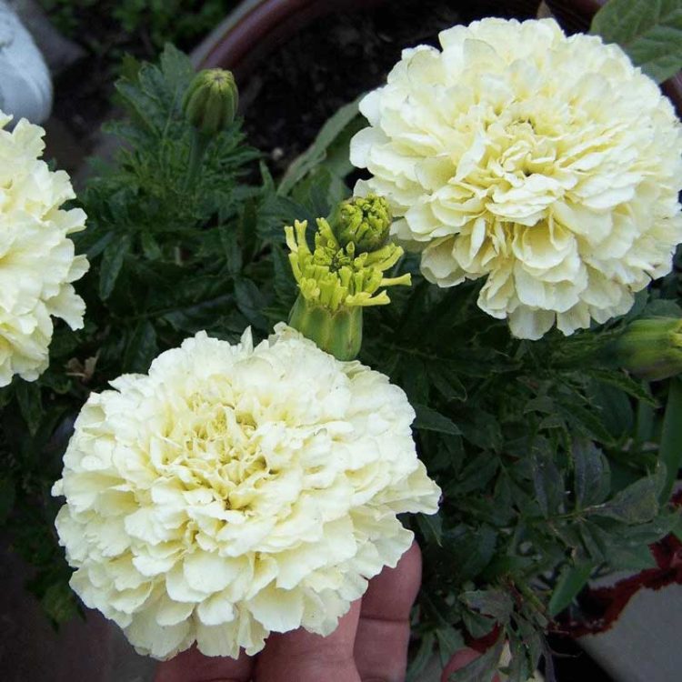 Seminte de flori Tagetes Erecta Nana Kilimanjaro White