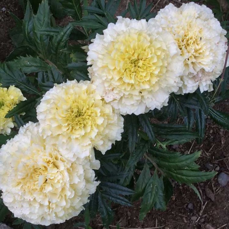 Seminte de flori Tagetes Erecta Nana Kilimanjaro White