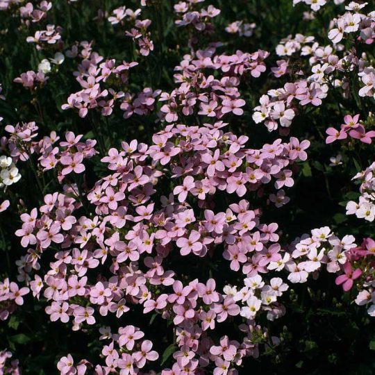 Seminte de flori Arabis Alpina Rose La Fraicheur