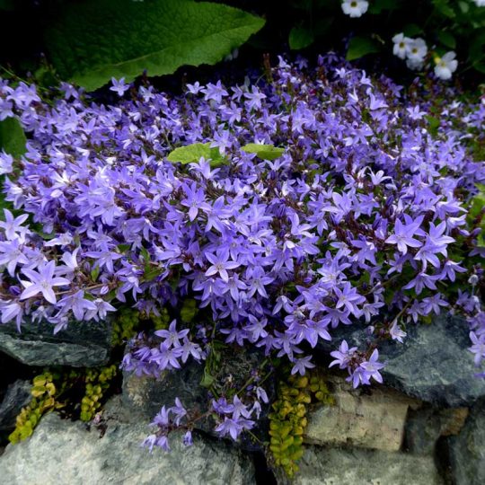 Seminte de flori Campanula Poscharskyana Lilac-Blue
