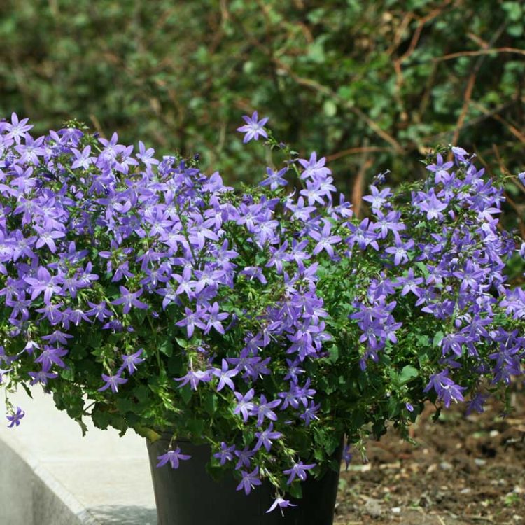 Seminte de flori Campanula Poscharskyana Lilac-Blue