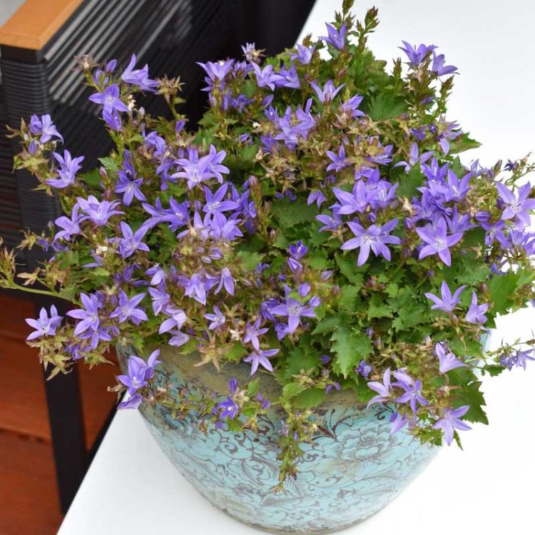 Seminte de flori Campanula Poscharskyana Lilac-Blue