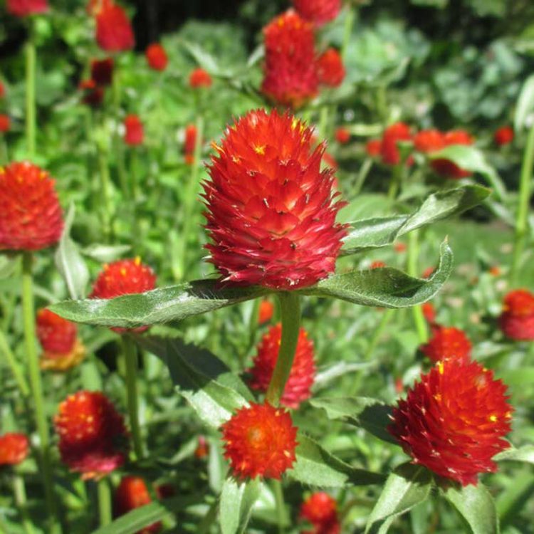 Seminte de flori Gomphrena Haageana Strawberry Fields