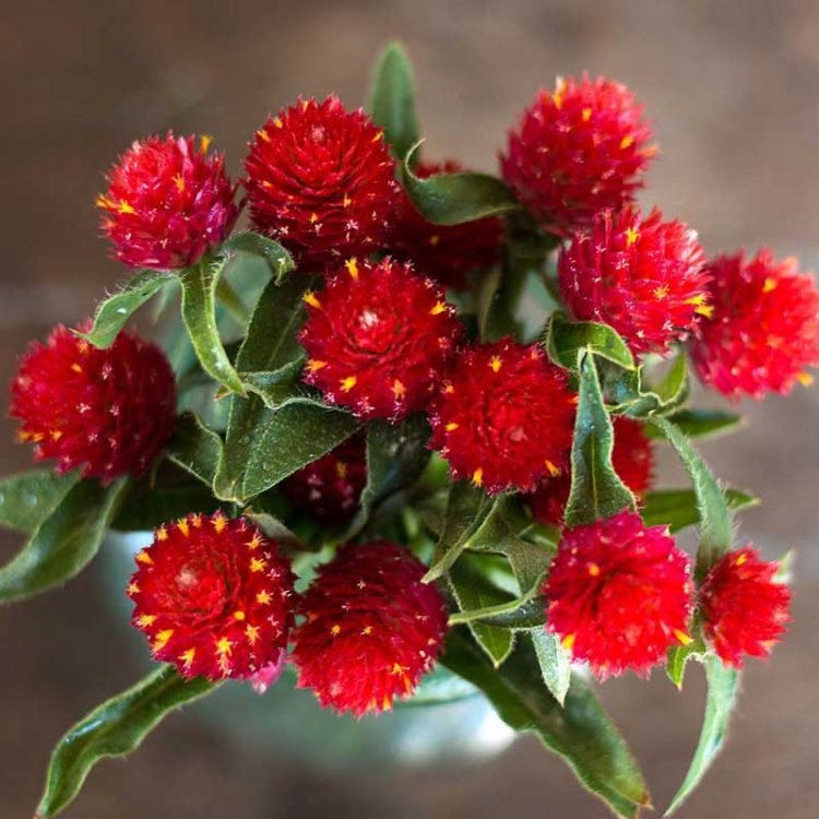 Seminte de flori Gomphrena Haageana Strawberry Fields