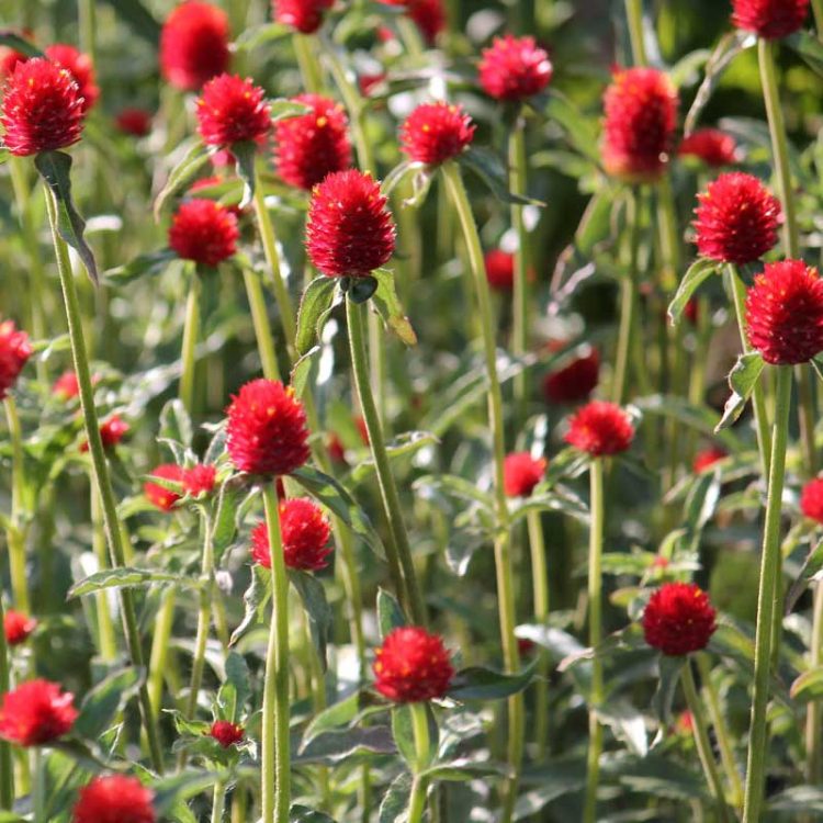 Seminte de flori Gomphrena Haageana Strawberry Fields