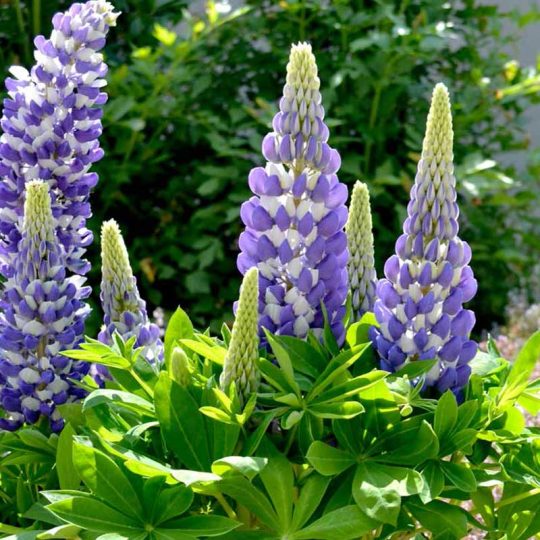 Seminte de flori Lupinus Polyphyllus Russell Hybrid The Governor Blue