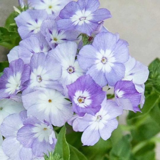 Seminte de flori Phlox Blue Beauty