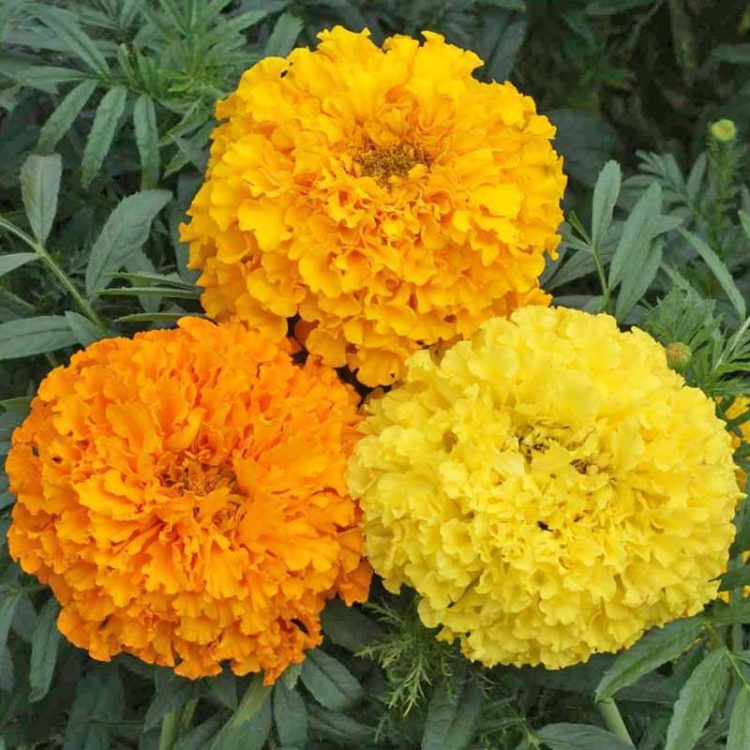 Seminte de flori Tagetes Erecta Tall Crackerjack Mixed