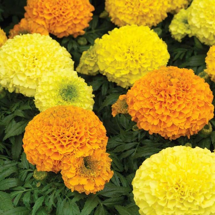 Seminte de flori Tagetes Erecta Tall Crackerjack Mixed