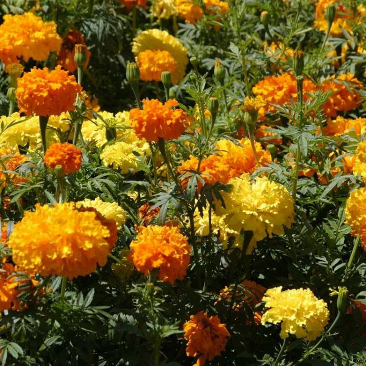 Seminte de flori Tagetes Erecta Tall Crackerjack Mixed