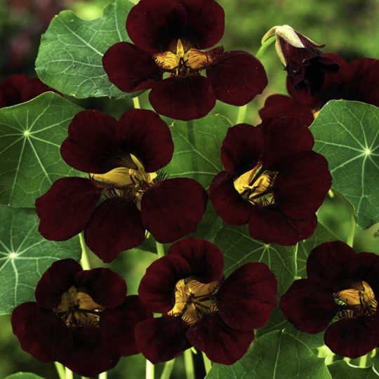 Seminte de flori Tropaeolum Majus Nanum Tom Thumb Black Velvet