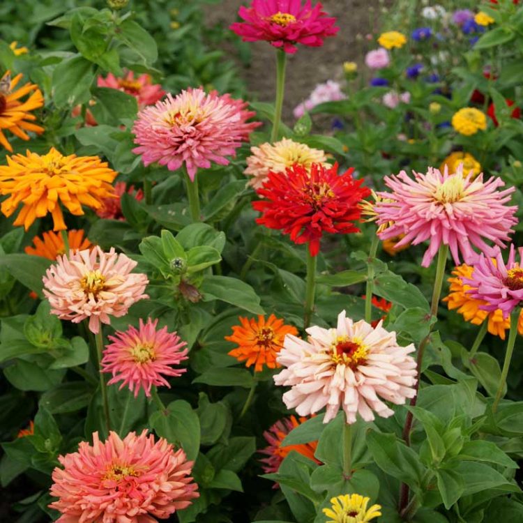 Seminte de flori Zinnia Elegans Cactus Flowered Mixed