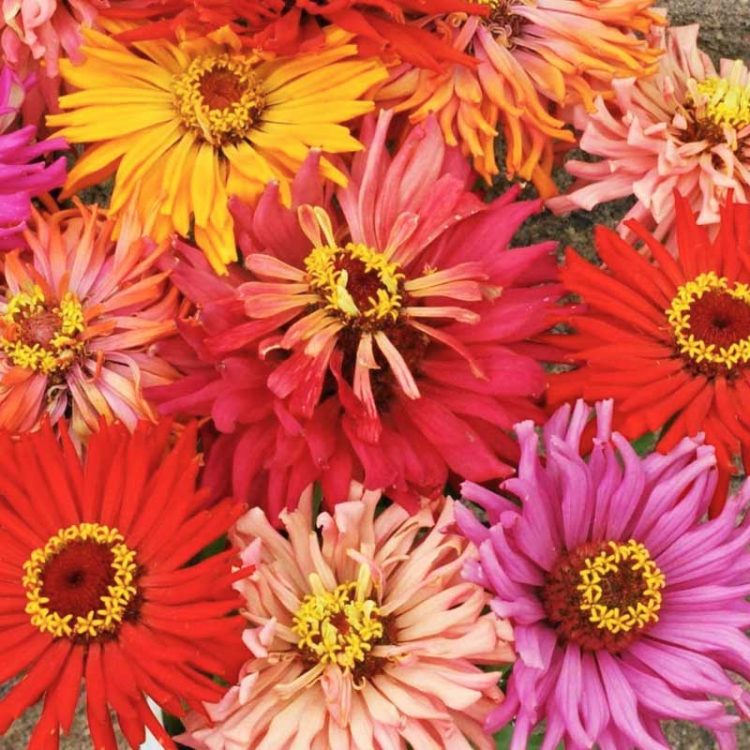 Seminte de flori Zinnia Elegans Cactus Flowered Mixed