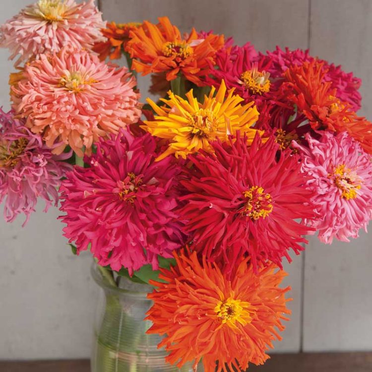 Seminte de flori Zinnia Elegans Cactus Flowered Mixed