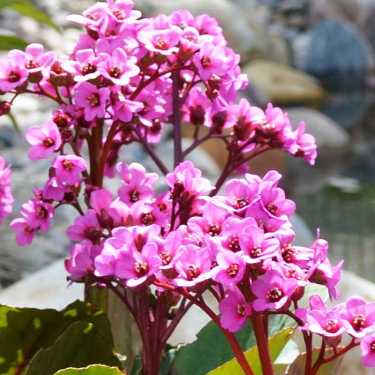 Seminte de flori Bergenia Cordifolia Rotblum