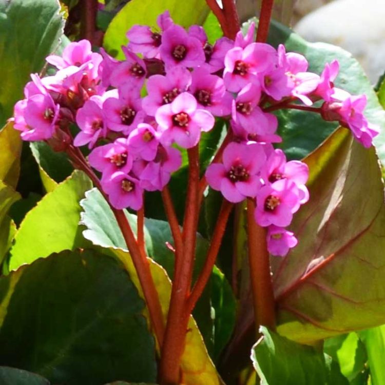 Seminte de flori Bergenia Cordifolia Rotblum