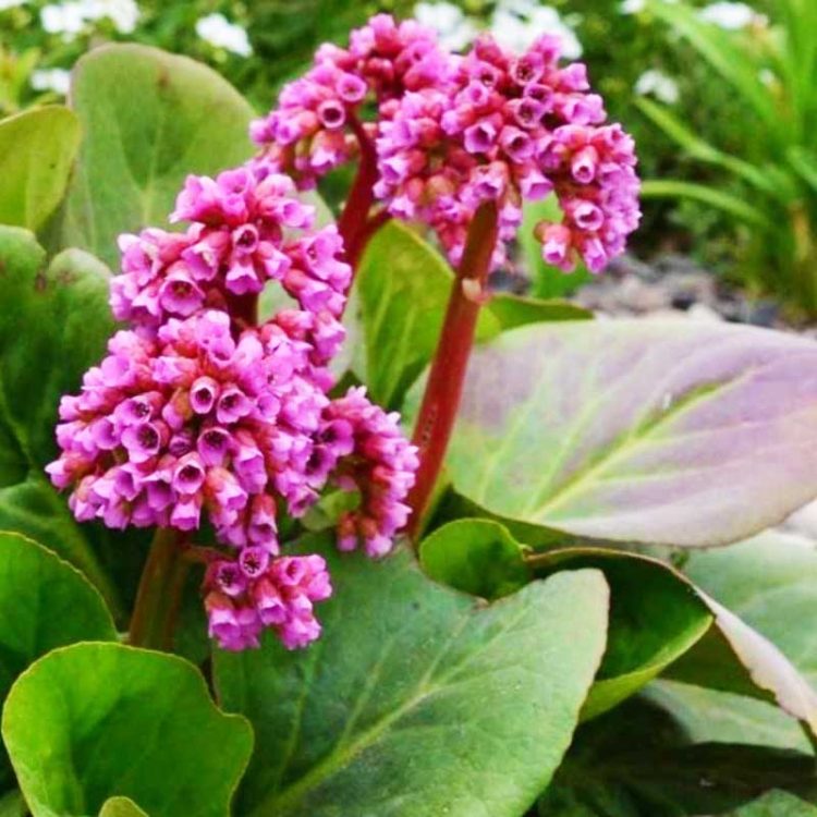 Seminte de flori Bergenia Cordifolia Rotblum