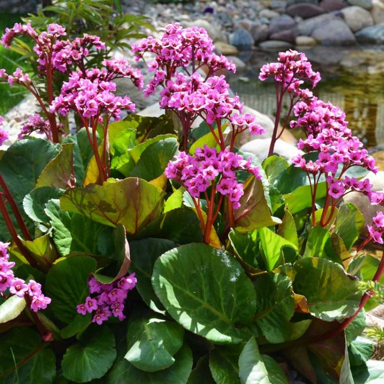 Seminte de Bergenia Cordifolia Rotblum Elephant Ears