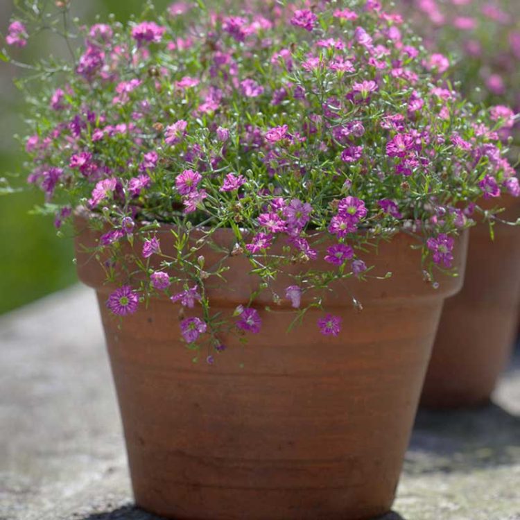 Seminte de flori Gypsophila Muralis Gypsy Deep Rose