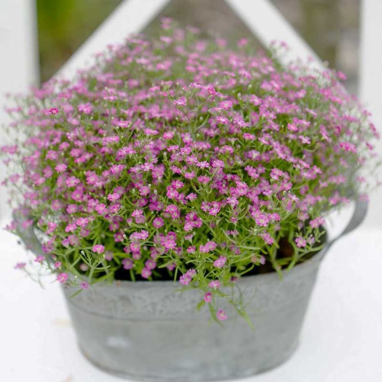 Seminte de flori Gypsophila Muralis Gypsy Deep Rose