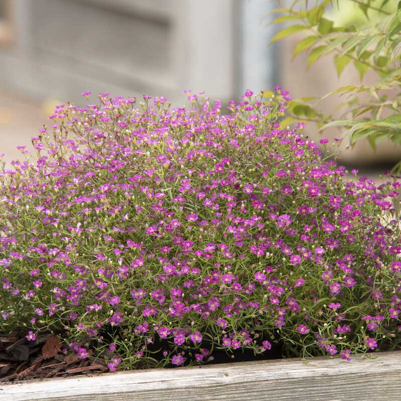 Seminte De Floarea Miresei Gypsophila Muralis Gypsy Deep Rose