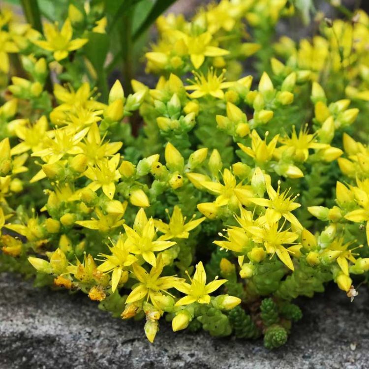 Seminte de flori Sedum Acre Yellow