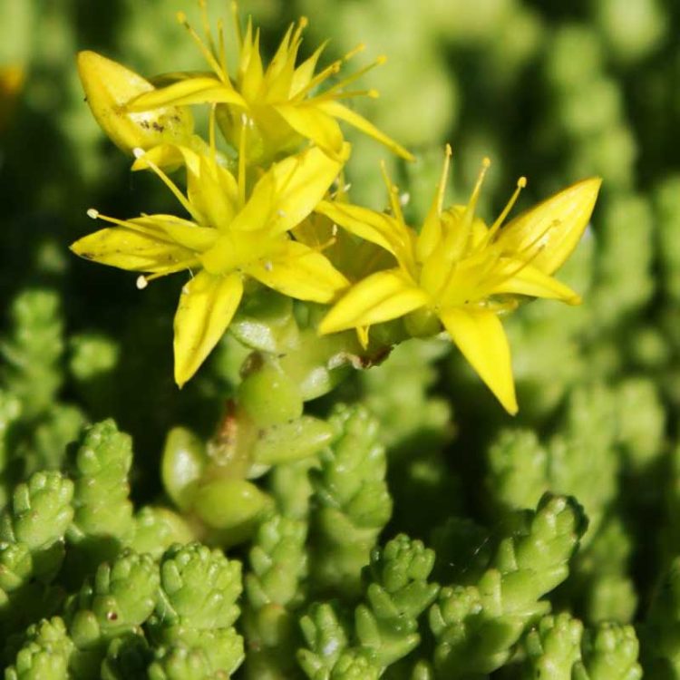 Seminte de flori Sedum Acre Yellow