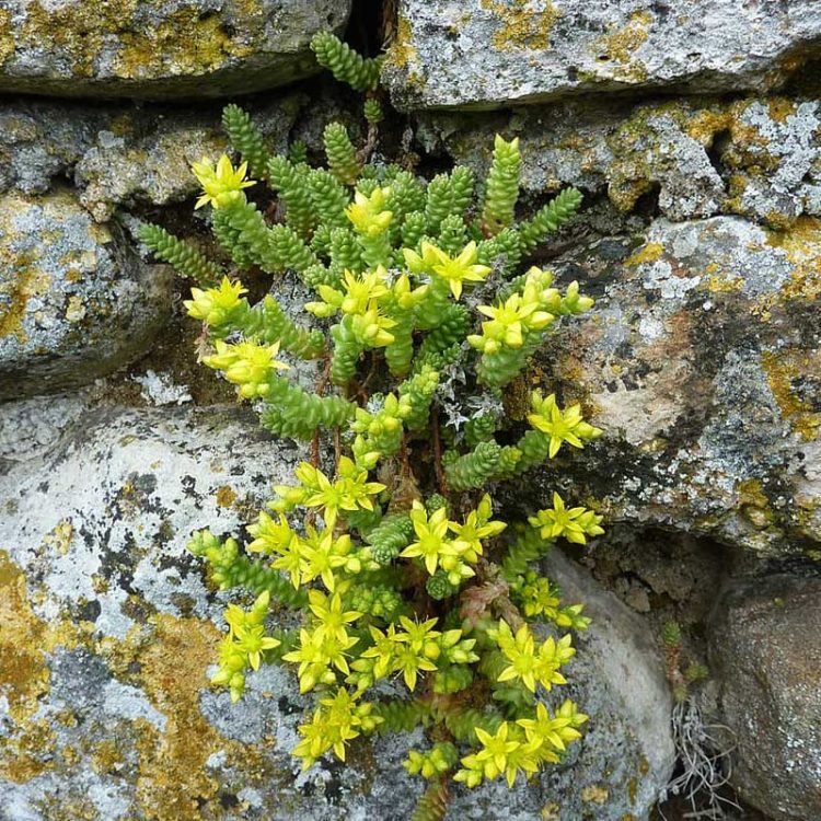 Seminte de flori Sedum Acre Yellow