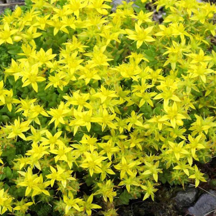 Seminte de flori Sedum Acre Yellow