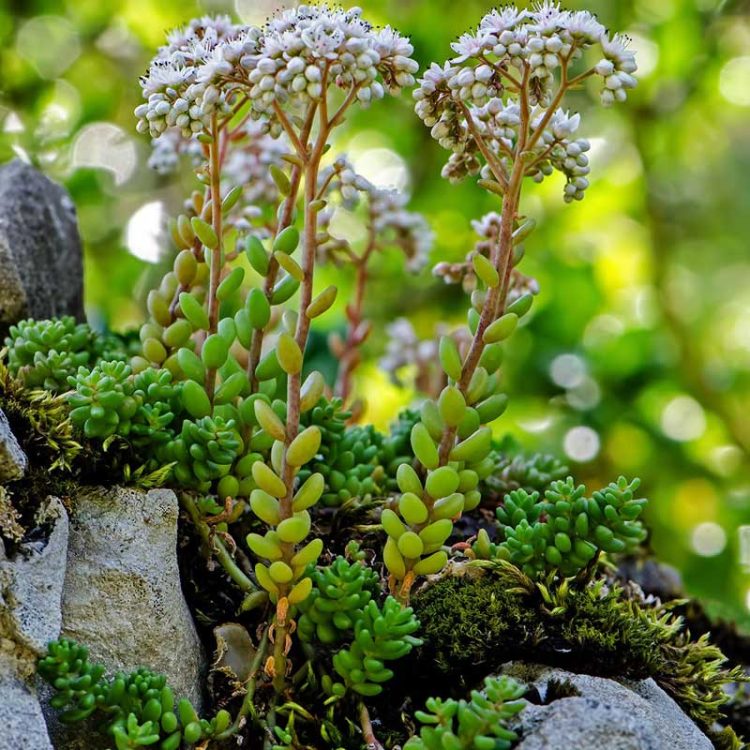 Seminte de flori Sedum Album White