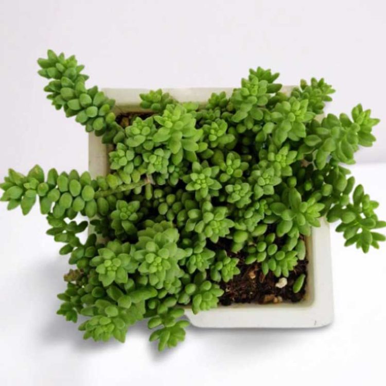 Seminte de flori Sedum Album White