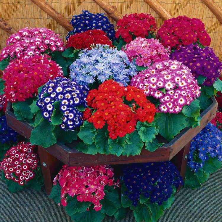 Seminte de flori Senecio Cruentus Royalty Mix