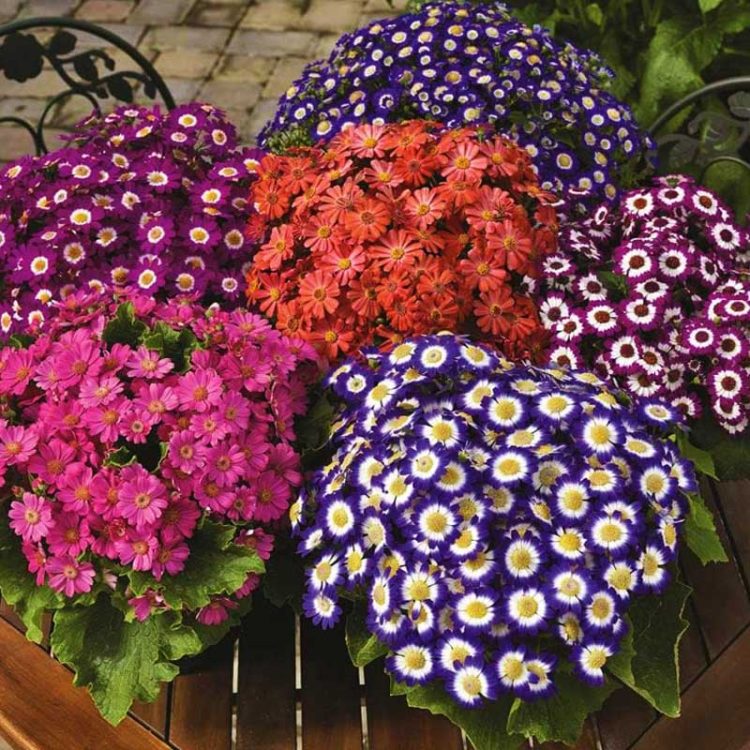 Seminte de flori Senecio Cruentus Royalty Mix