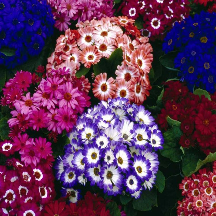 Seminte de flori Senecio Cruentus Royalty Mix