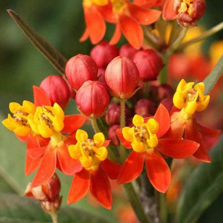 Seminte de flori Asclepias Curassavica Red Butterfly